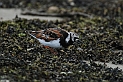 Turnstone - B